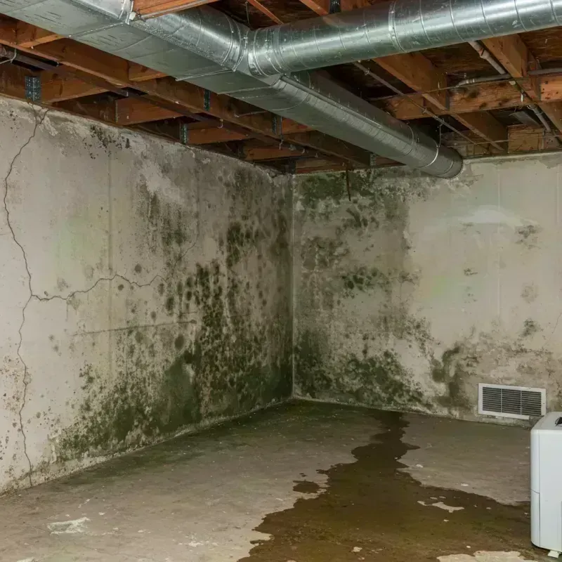 Professional Mold Removal in Carter County, KY